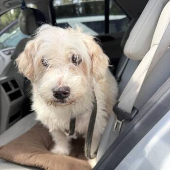 Patches -  Maltese Dog for Adoption in Hinesville, Georgia - Patches | PetCurious
