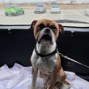 2jay -  Boxer Dog for Adoption in Chicago, Illinois - 2jay | PetCurious