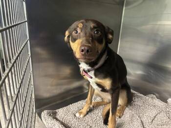 Rescue Labrador Retriever and Mixed Breed Dogs for Adoption in Grand Prairie, Texas - PECAN PIE | PetCurious