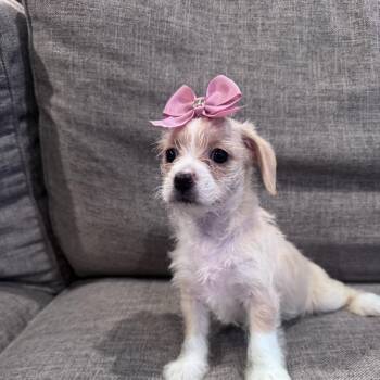 Bow -  Maltipoo and Terrier Dog for Adoption in San Diego, California - Bow | PetCurious