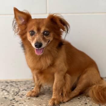 Rescue Chihuahua Dogs for Adoption in Humacao, Humacao - Simba | PetCurious
