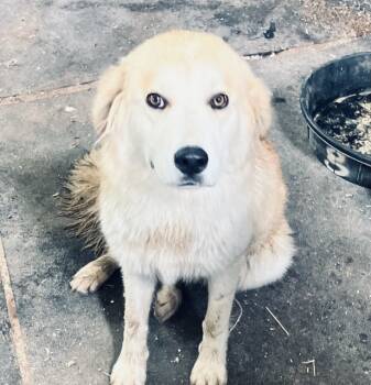 Rescue Anatolian Shepherd and Great Pyrenees Dogs for Adoption in Quinlan, Texas - Good Girl DFW | PetCurious