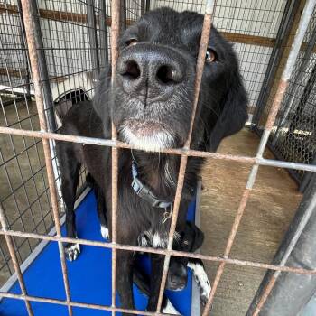 Sissygirl -  Labrador Retriever Dog for Adoption in Birmingham, Alabama - Sissygirl | PetCurious