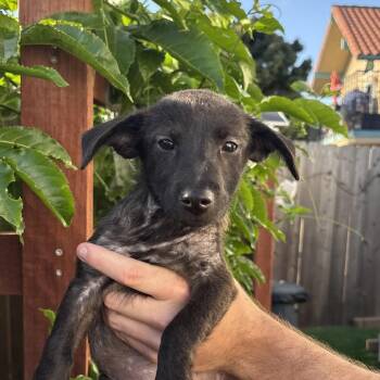 Phoenix -  Terrier and Mixed Breed Dog for Adoption in San Diego, California - Phoenix | PetCurious