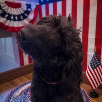 Poodle and Mixed Breed Dogs Available for Adoption in Hinesville, Georgia - Donnie | PetCurious