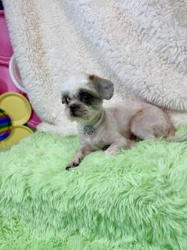 Tiger Lily -  Shih Tzu Dog for Adoption in Richmond, Texas - Tiger Lily | PetCurious
