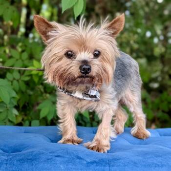 Yorkshire Terrier Dogs Available for Adoption in Tyrone, Georgia - DJ 04-2421 | PetCurious