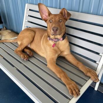 Labrador Retriever Dogs Available for Adoption - Worm | PetCurious