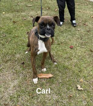 Rescue Boxer Dogs for Adoption in Alexander City, Alabama - Carl | PetCurious
