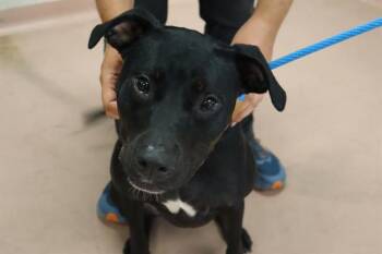 Rescue Mixed Breed Dogs for Adoption in Columbia, South Carolina - LIZZY | PetCurious