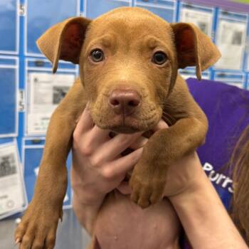 Terrier Dogs Available for Adoption in Montgomery, Alabama - Red | PetCurious