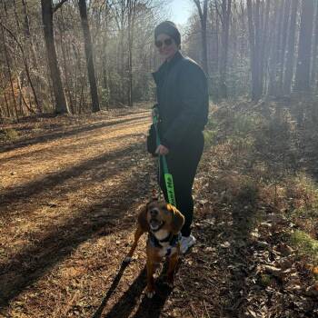 Hound Dogs Available for Adoption - Harold | PetCurious