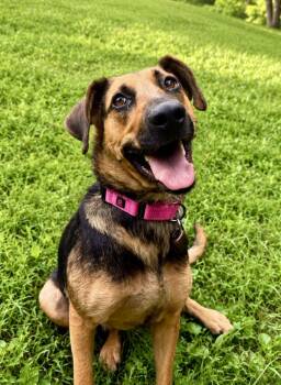 Sweetie -  German Shepherd Dog Dog for Adoption in Rockville, Maryland - Sweetie | PetCurious