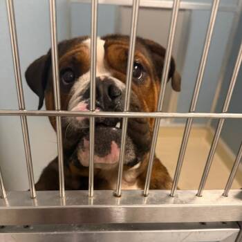 Mixed Breed Dogs Available for Adoption in Philadelphia, Pennsylvania - Boxer | PetCurious