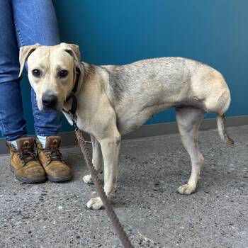 Willa -  Labrador Retriever Dog Available for Adoption in Phoenix, Arizona - Willa | PetCurious