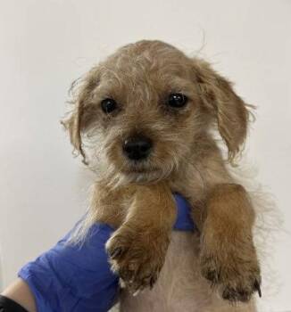 Regal CA -  Terrier Dog for Adoption in Hillside, Illinois - Regal CA | PetCurious