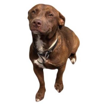 Cardigan Welsh Corgi and Pit Bull Terrier Dogs Available for Adoption in Red Bluff, California - Angelo | PetCurious