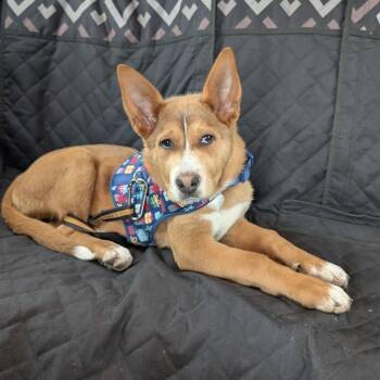 German Shepherd Dog and Cattle Dog Dogs Available for Adoption - Flo D10051 | PetCurious