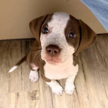 Lucy -  Coonhound Dog Available for Adoption in WDM, Iowa - Lucy | PetCurious