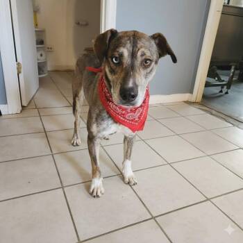 Husky Dogs Available for Adoption - June Bug. | PetCurious