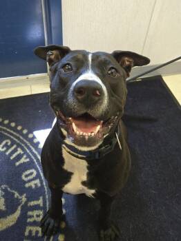 Stelena -  Pit Bull Terrier Dog for Adoption in Trenton, New Jersey - Stelena | PetCurious