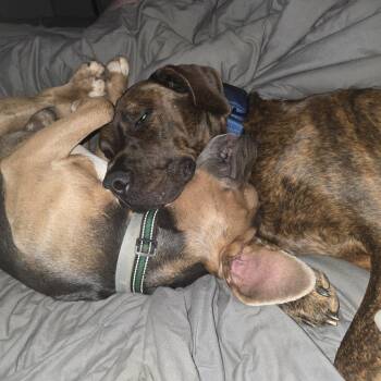 Rocco -  Beagle and Pit Bull Terrier Dog for Adoption in Lynchburg, Virginia - Rocco | PetCurious