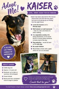 Kaiser -  Cattle Dog Dog for Adoption in Euless, Texas - Kaiser | PetCurious