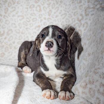 Hound Dogs Available for Adoption in Enterprise, Alabama - Bingo | PetCurious