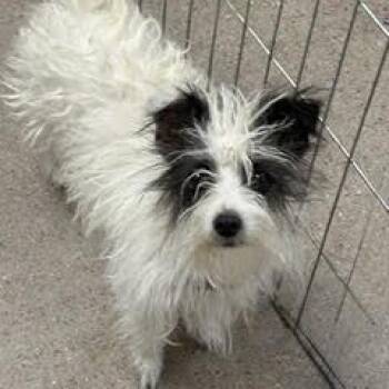 Nessie -  Terrier Dog for Adoption in Green Valley, Arizona - Nessie | PetCurious