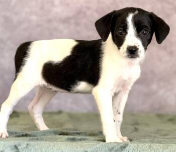 Great Pyrenees and Mixed Breed Dogs Available for Adoption in Warren, Michigan - Pixel | PetCurious