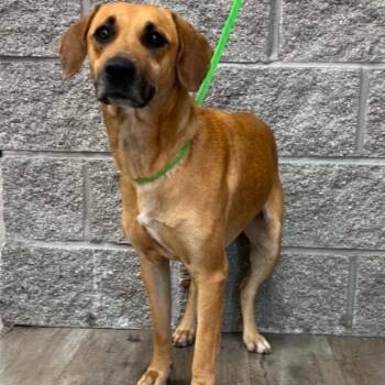 Moon -  Black Mouth Cur Dog for Adoption in Mount Pleasant, Texas - Moon | PetCurious