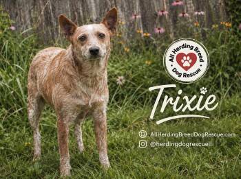 Trixie -  Cattle Dog Dog for Adoption in Joliet, Illinois - Trixie | PetCurious