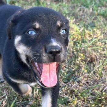 German Shepherd Dog and Labrador Retriever Dogs Available for Adoption in Fayetteville, Georgia - Lyra | PetCurious