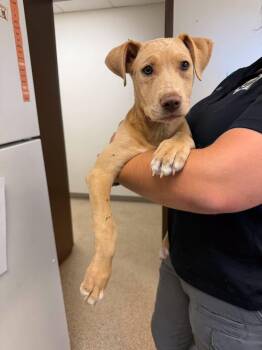 Sonny -  Pit Bull Terrier and Labrador Retriever Dog for Adoption in Gardnerville, Nevada - Sonny | PetCurious