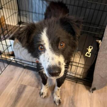 Georgia -  Border Collie Dog for Adoption in Greece, New York - Georgia | PetCurious