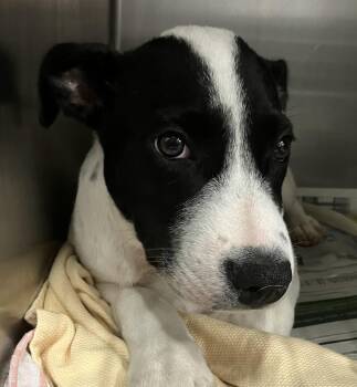 Hazel -  Australian Cattle Dog Blue Heeler Dog for Adoption in Parma, Ohio - Hazel | PetCurious