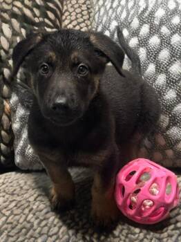 German Shepherd Dog Dogs Available for Adoption in Fredericksburg, Virginia - Zeek  | PetCurious