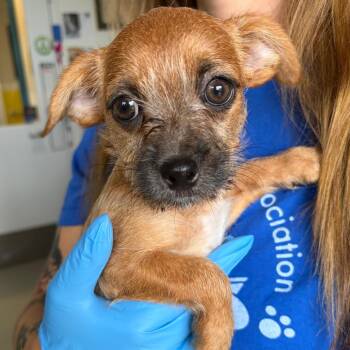 Franz -  Shih Tzu and Chihuahua Dog for Adoption in Nashville, Tennessee - Franz | PetCurious