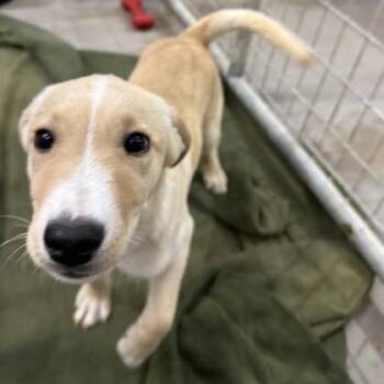 Mixed Breed Dogs Available for Adoption - Pluto | PetCurious