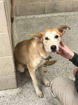 Australian Kelpie and Mixed Breed Dogs Available for Adoption in Conroe, Texas - SUMMER | PetCurious