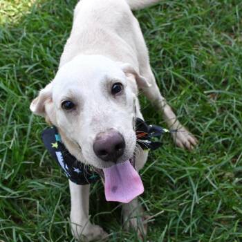 Pookie -  Yellow Labrador Retriever Dog for Adoption in Beaumont, Texas - Pookie | PetCurious