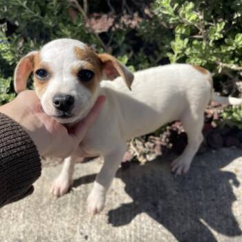 Rescue Chihuahua Dogs for Adoption in Harlingen, Texas - Butter | PetCurious
