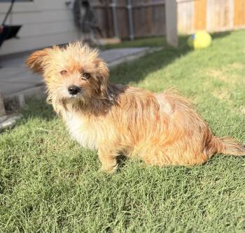 Dax -  Lhasa Apso and Schnoodle Dog for Adoption in Coppell, Texas - Dax | PetCurious