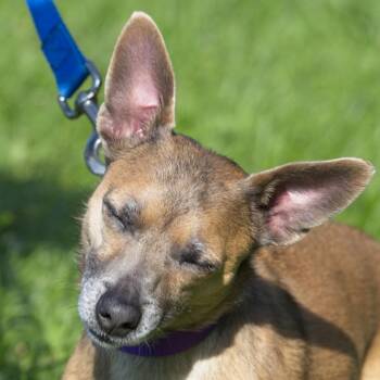 Piper -  Chihuahua and Mixed Breed Dog for Adoption in South Elgin, Illinois - Piper | PetCurious