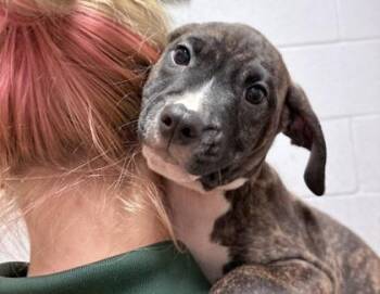 Ronnie -  Mixed Breed Dog for Adoption in Hobart, Indiana - Ronnie | PetCurious