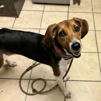 Lady -  Hound Dog for Adoption in Newport, North Carolina - Lady | PetCurious