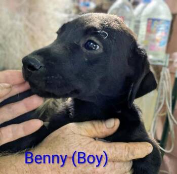 LLP Nina : Benny -  Beagle and Golden Retriever Dog for Adoption in Aurora, Indiana - LLP Nina : Benny | PetCurious