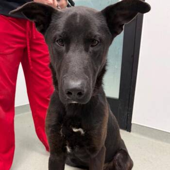 Black Labrador Retriever and Shepherd Dogs Available for Adoption in Abilene, Texas - Harley | PetCurious