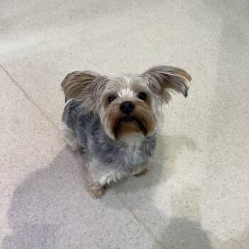 Quincy -  Yorkshire Terrier and Mixed Breed Dog for Adoption in Jupiter, Florida - Quincy | PetCurious