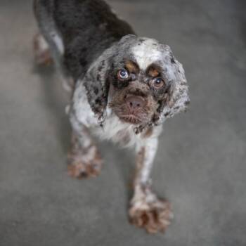 Julianna (AG26-80) -  Cocker Spaniel and None Dog for Adoption in Peyton, Colorado - Julianna (AG26-80) | PetCurious